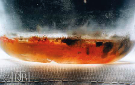 Historical artwork and preserved documentation of the Eucharistic Miracle of Buenos Aires (1992, 1994, 1996)