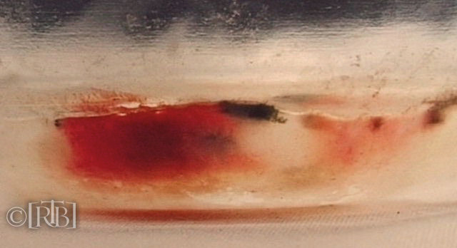On 26 August 1996, a red blood-like substance issuing from the consecrated Host in the tabernacle