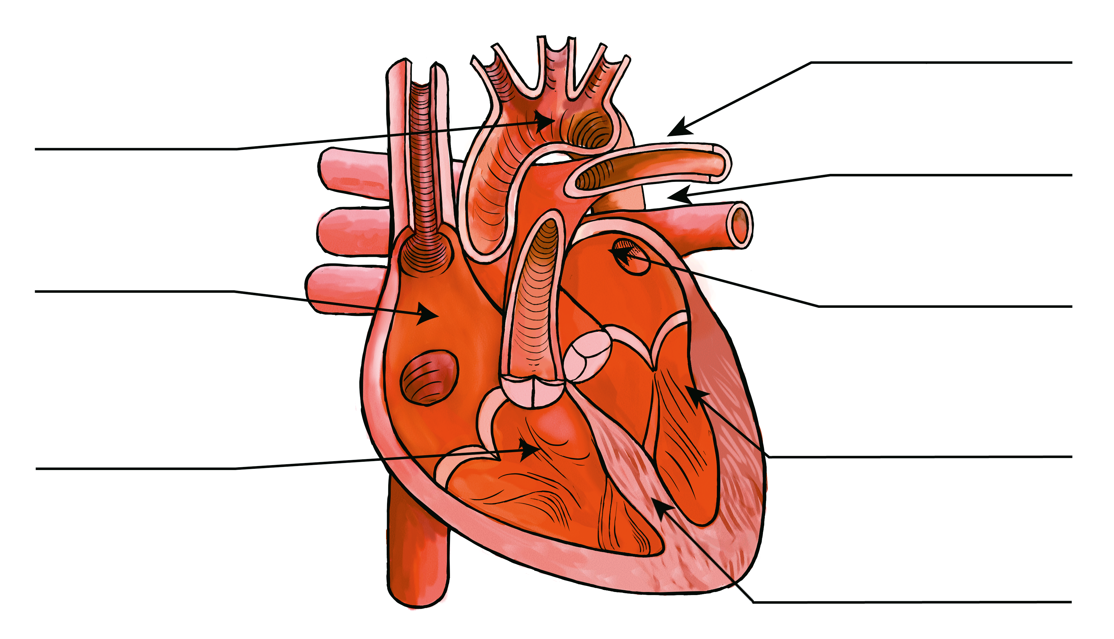 Anatomical diagram of the human heart showing the left ventricle and myocardium tissue