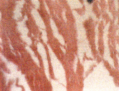 coagulated Blood, gift of the generous citizen Domenico Coli The muscular fiber cells