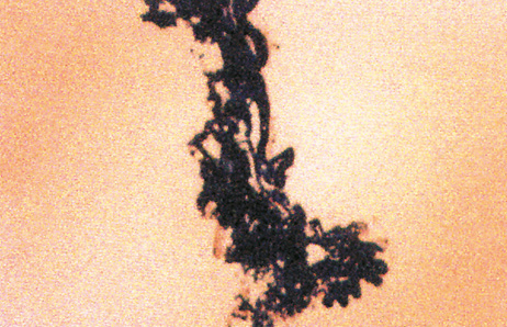 Histological view