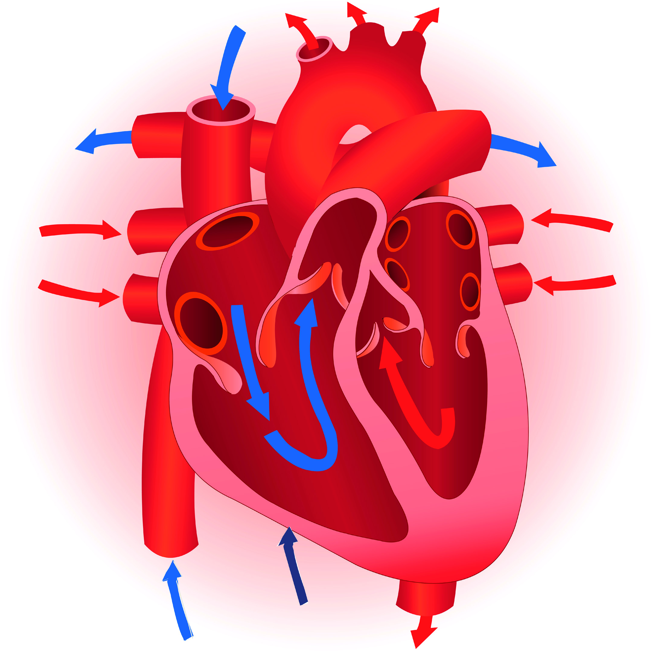 T tubules Sarcoplasm, the cellular liquid Sarcoplasmic Nucleus