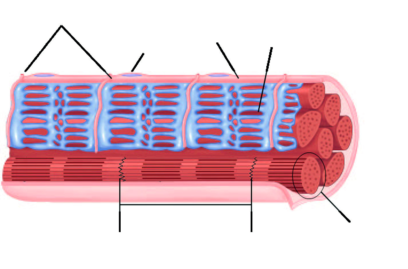 Host remained in water for a long time and it remained in the corporal for an even longer period of time. The
