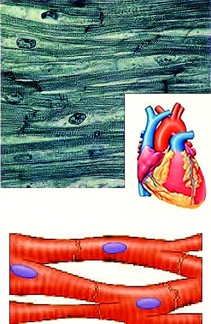 POLAND, OCTOBER 12, 2008 In the side figure, there is an electronic microscope photo and a drawing showing the particular unions between the muscle cells of the myocar- dium. A peculiar characteristic of the cells of the myocardium is that among them there are some unions, to allow the action potential that